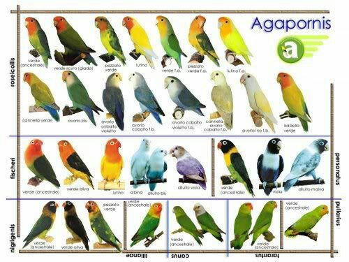 Begginers guide to african lovebird.